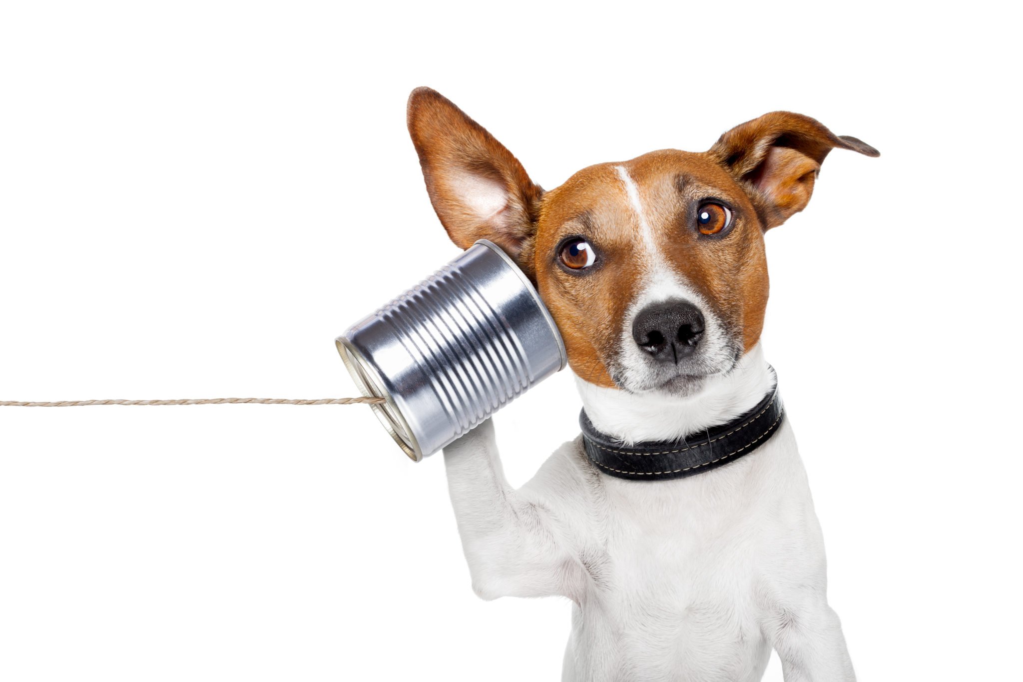 Dog on the phone image via Shutterstock. 