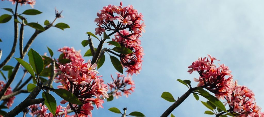 Spring blooms with lower mortgage rates