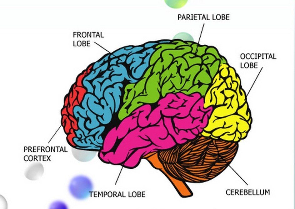 A map of the human brain.