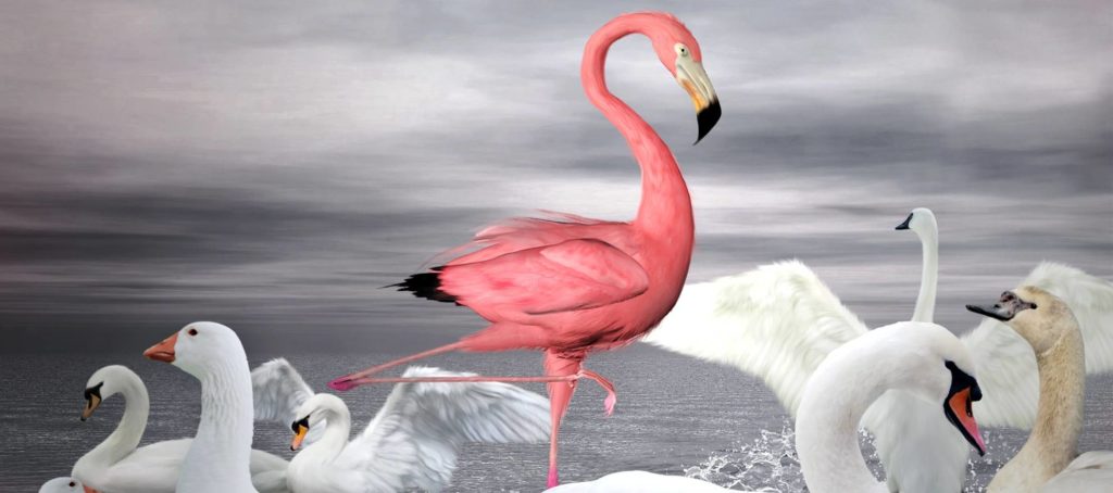 Ellerslie / Shutterstock.com
