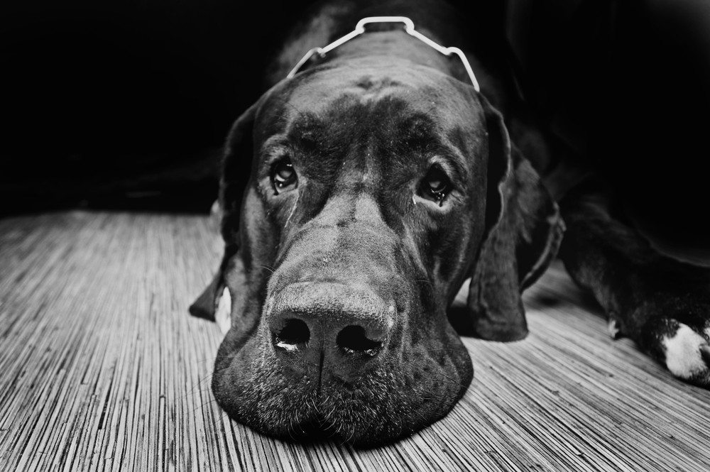 LovelyColorPhoto / Shutterstock.com