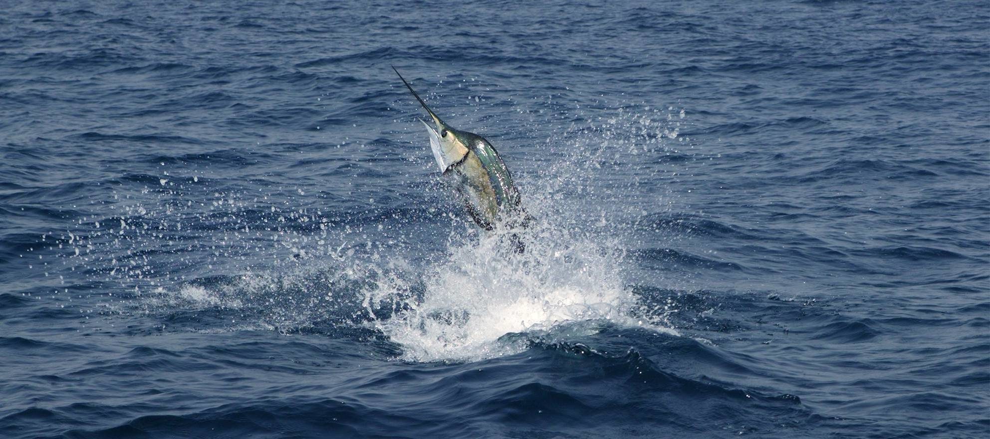 The Salefish How selling luxury real estate is like trophy fishing