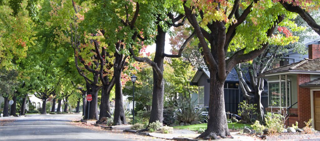 4 ways trees add to a home's value and curb appeal