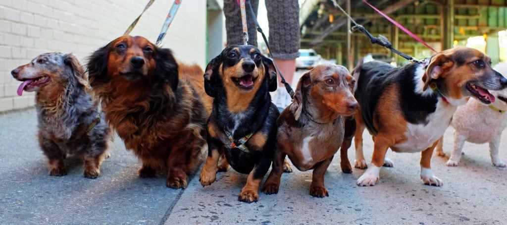 Breaking down DC's most pup-friendly neighborhoods