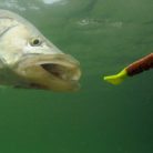 A fish chasing a lure