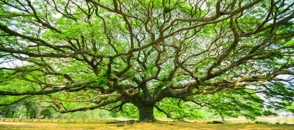 A big tree with expansive branches