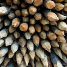An array of wooden spikes