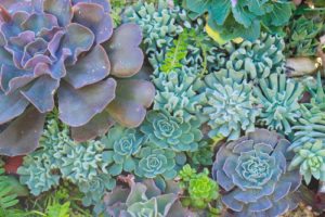 Desert succulents
