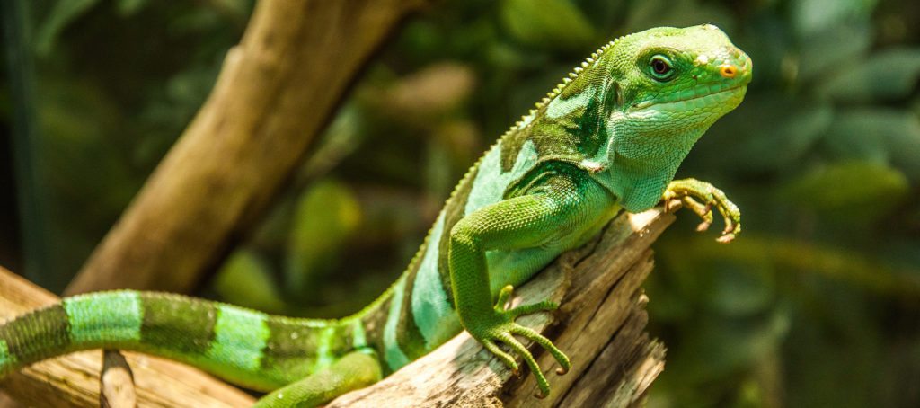 Why buyers buy -- unlocking your clients' reptilian instincts