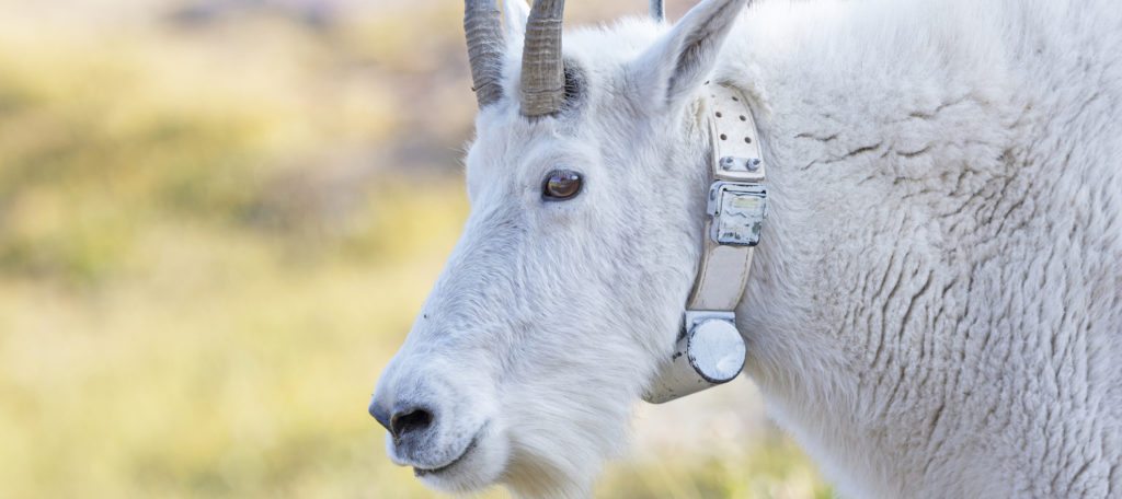 A mountain goat with a tracking device around its neck
