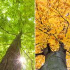 Four seasons