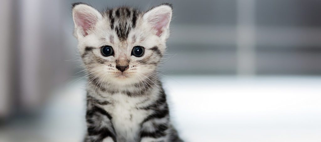 An adorable kitten