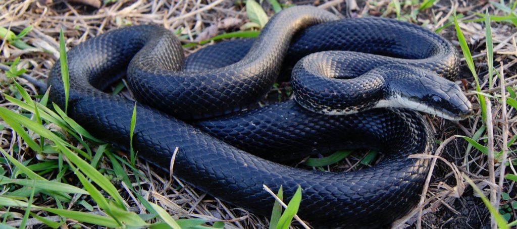 A black rat snake
