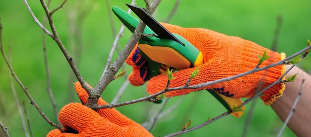 A pair of hands pruning a tree