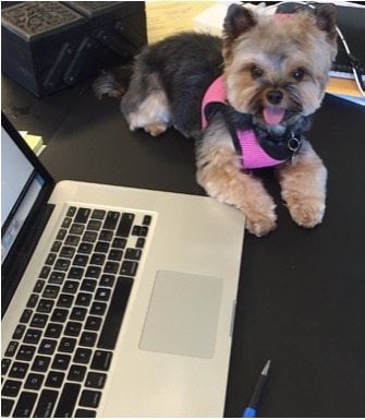 A photo of a cute dog next to a computer