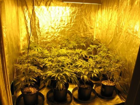 Medicial marijuana plants in grow room at