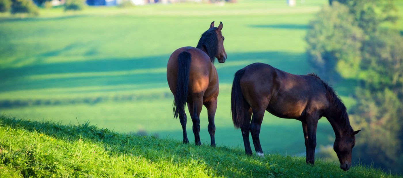 10 Things You Need To Know Before Buying Or Selling An Equestrian