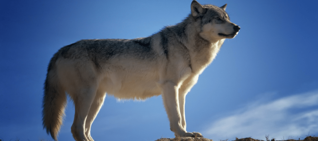 Lone Wolf launches transaction management platform