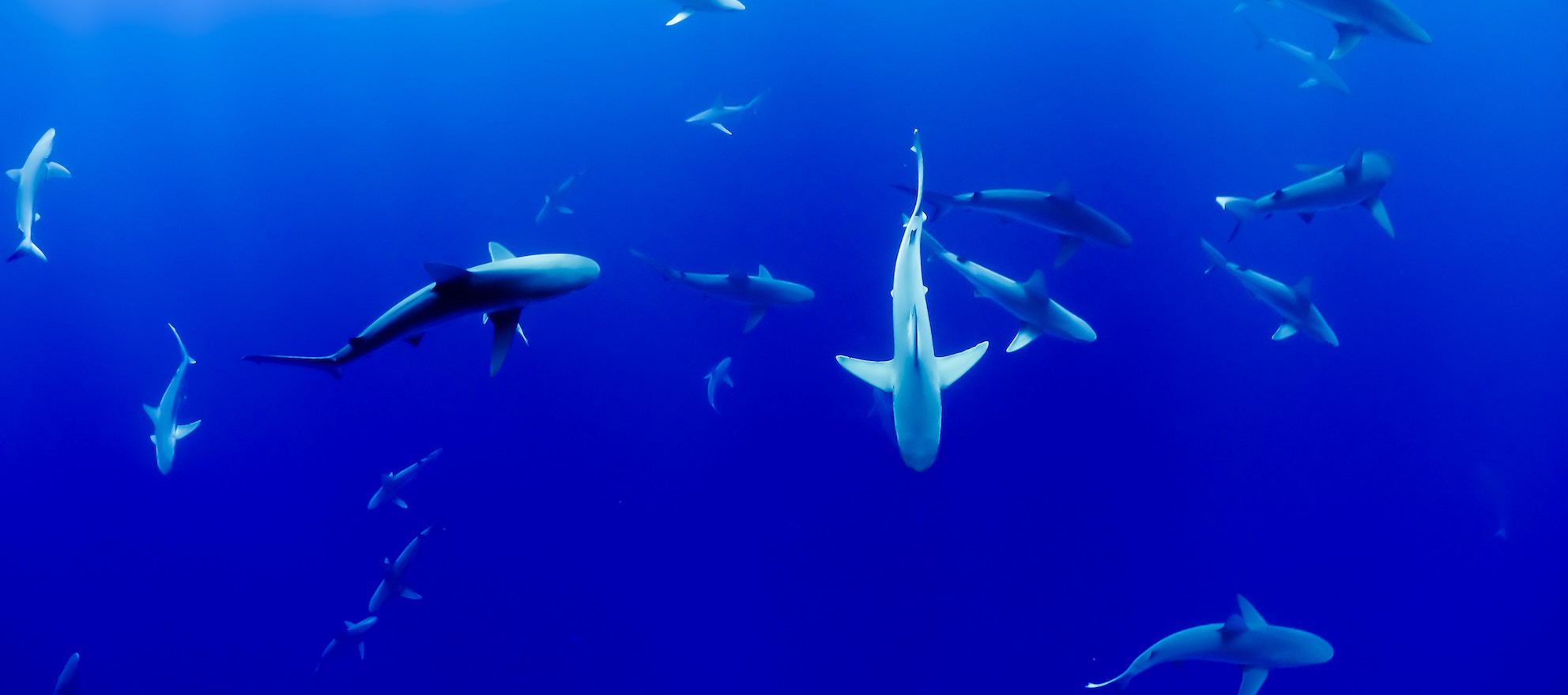 Why you don’t need to use fear tactics to sell your services