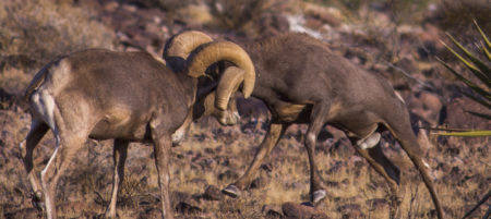 The real estate bighorn sheep fight