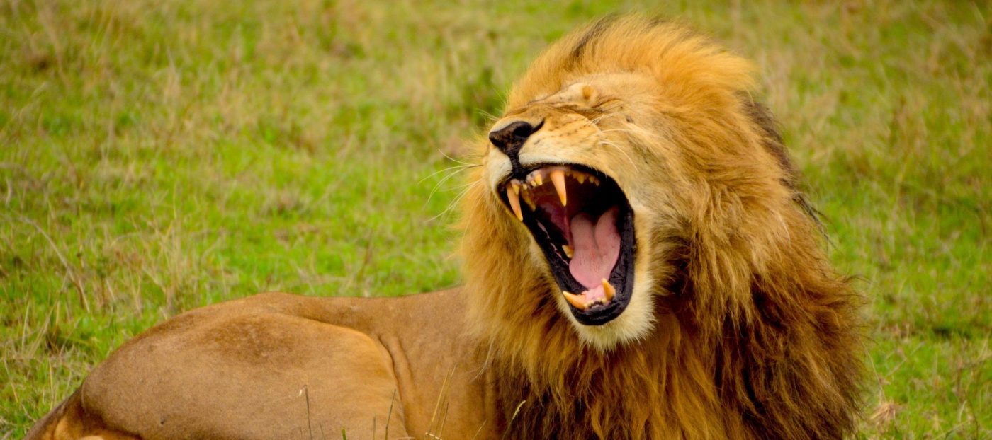 The lion roared: my talk with Gary Keller