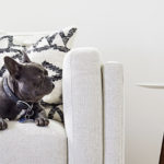 Amazon Echo with Alexa and dog