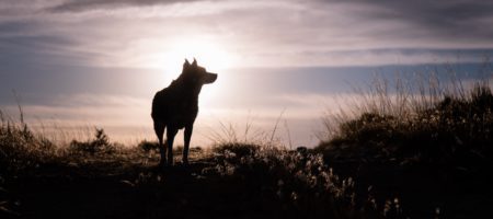 Big real estate software vendor Lone Wolf admits to vulnerability, says it’s fixed