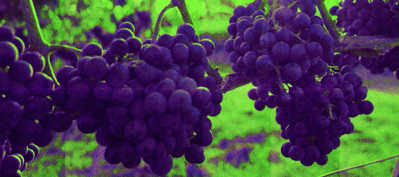 Heard it through the grapevine