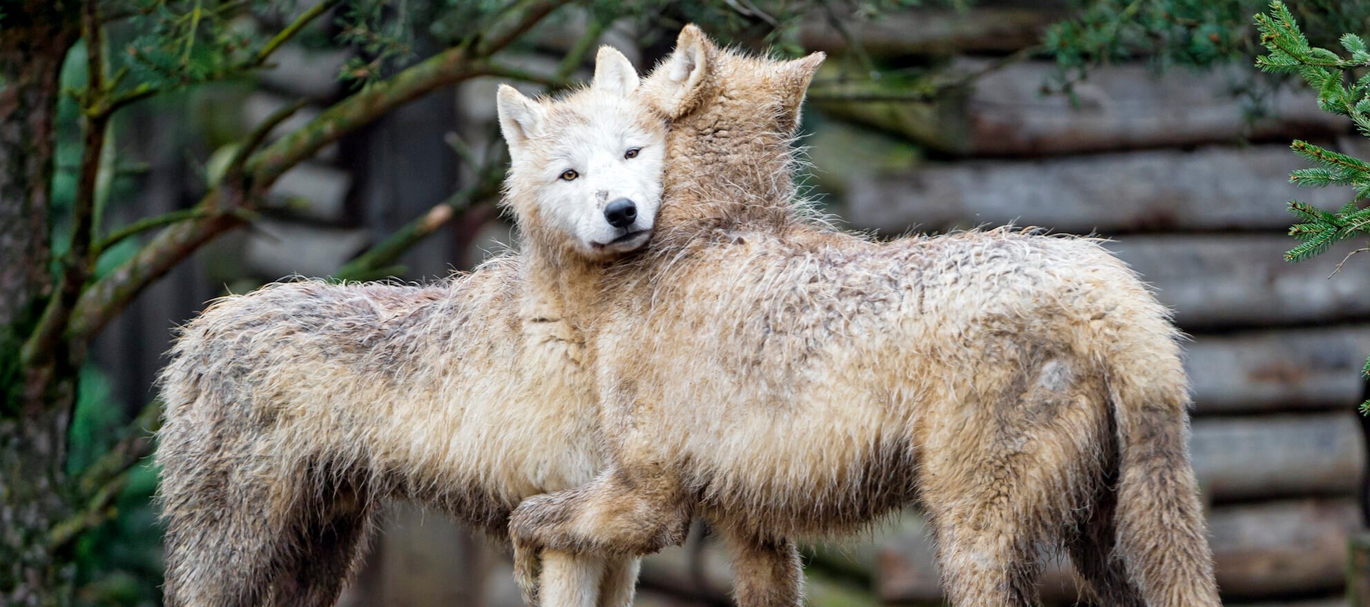 Real Estate masters To Take Over Lone Wolf's  Business