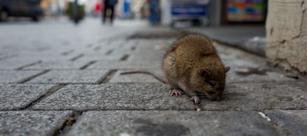 Which American city has the most rats? (Hint: It’s not Baltimore)