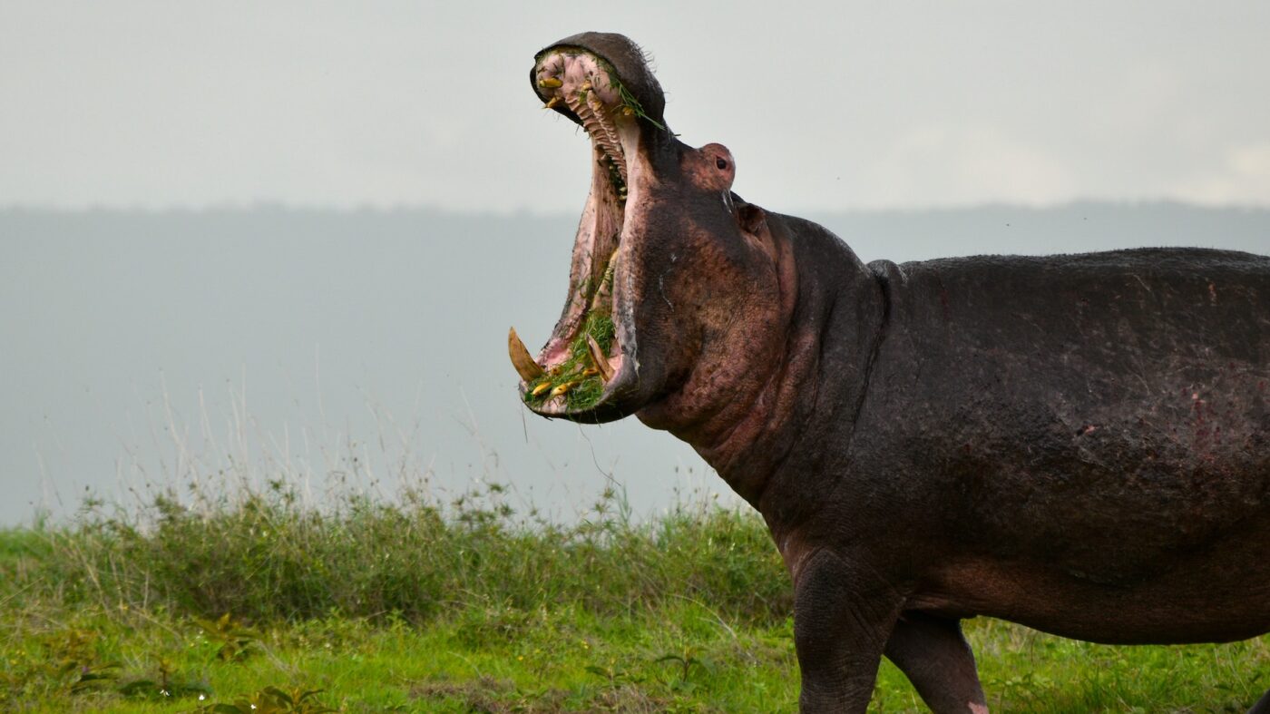 Homeowner�s Insurance Startup Hippo Raises 150M Series E