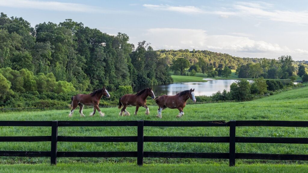 Idyllic Virginia estate with winery, brewery and famed Budweiser Clydesdales listed for $75M