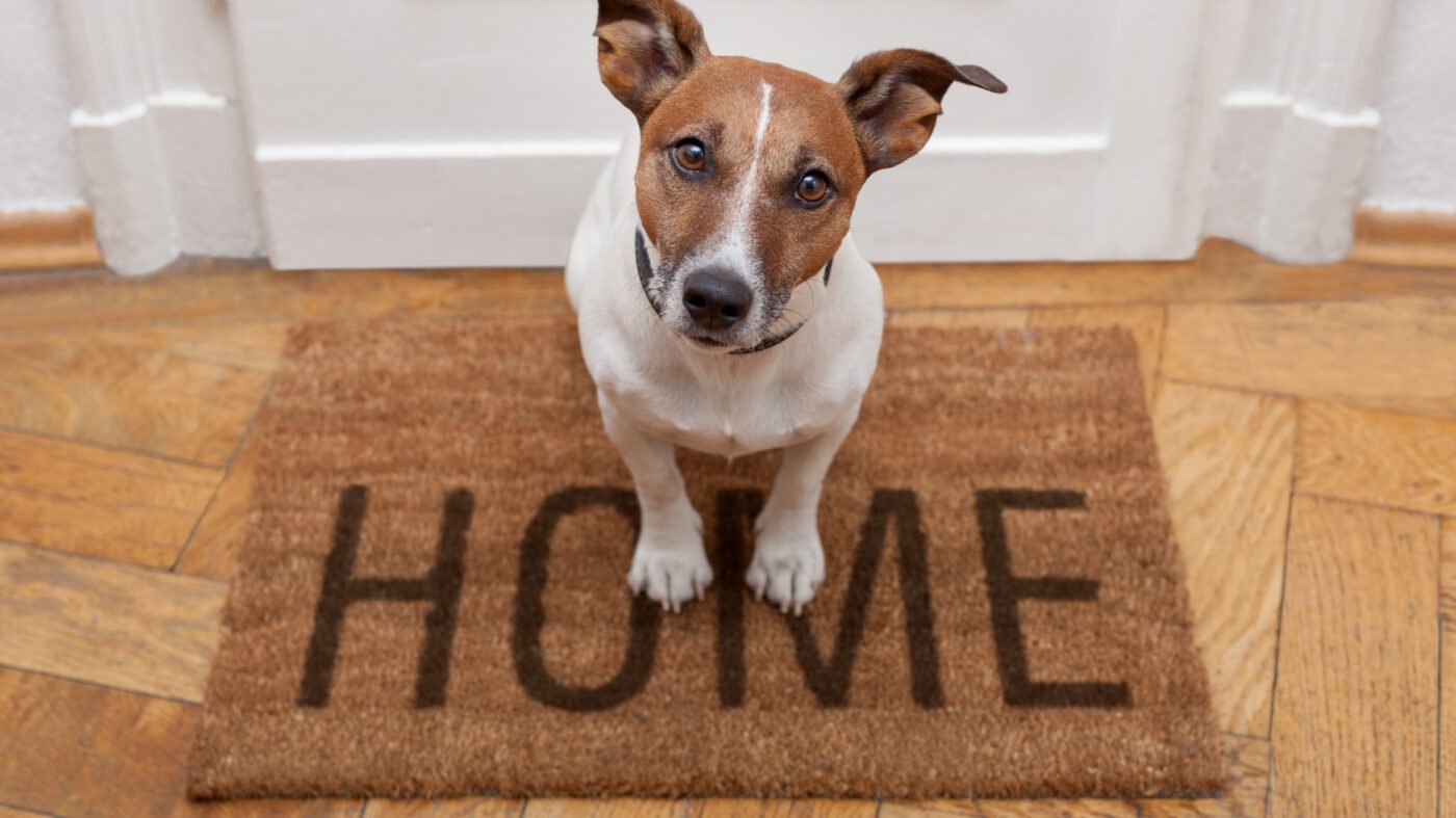 Here's why housing needs to be more pet-inclusive now