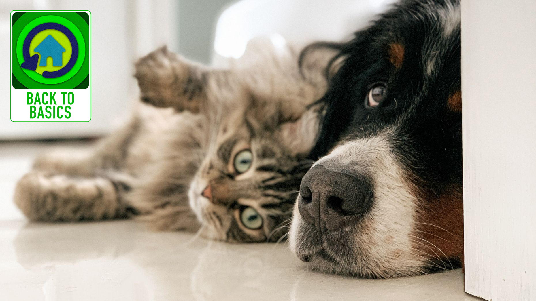 getting rid of pet odors