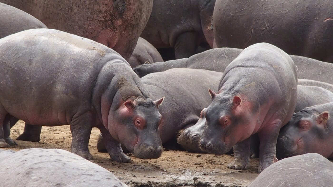 Hippo Debuts Inspection Insurance To Cover Homes