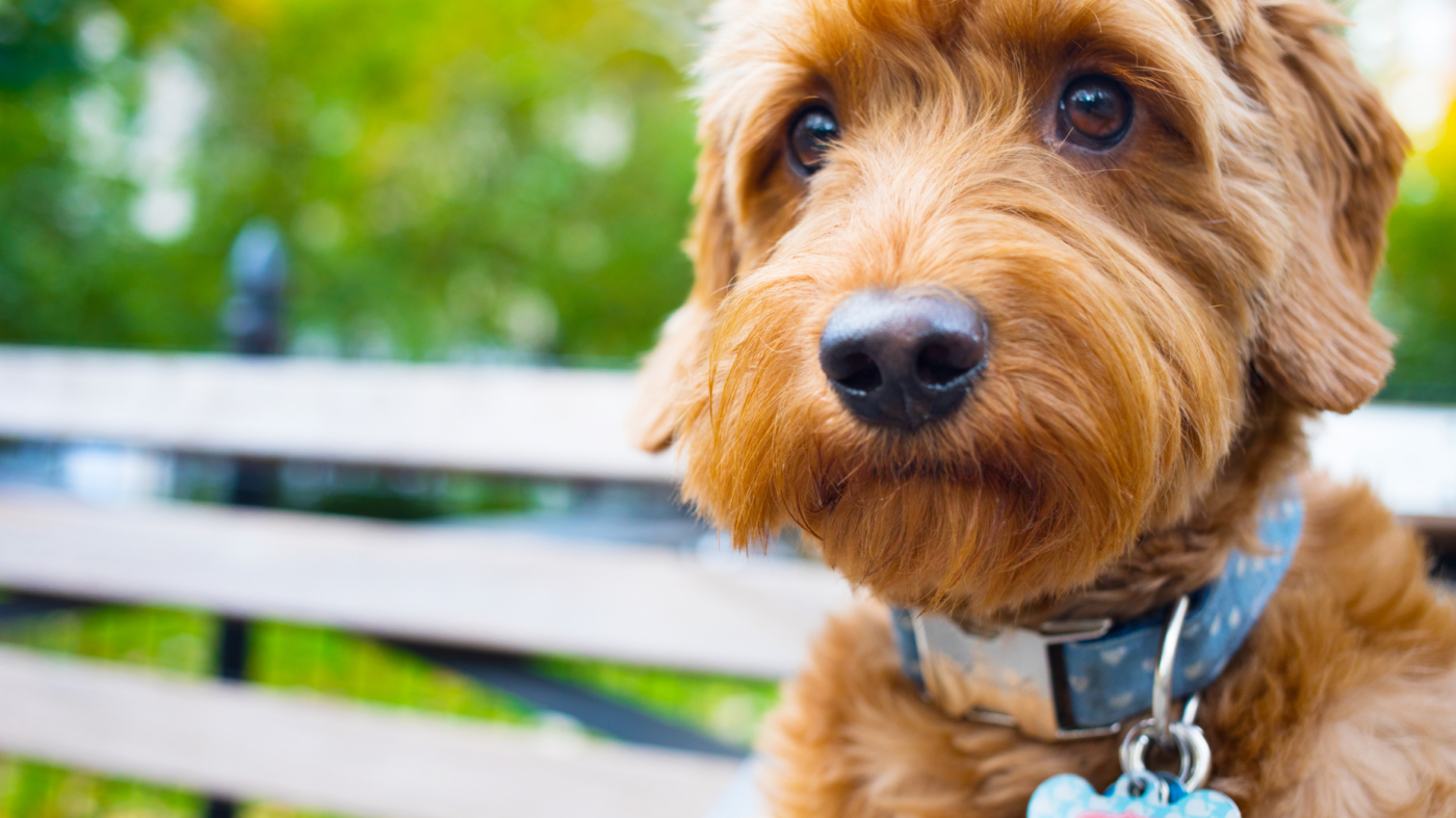 Viral Reddit Thread Places Homeowner's Associations In The Doghouse - Vimarsana News
