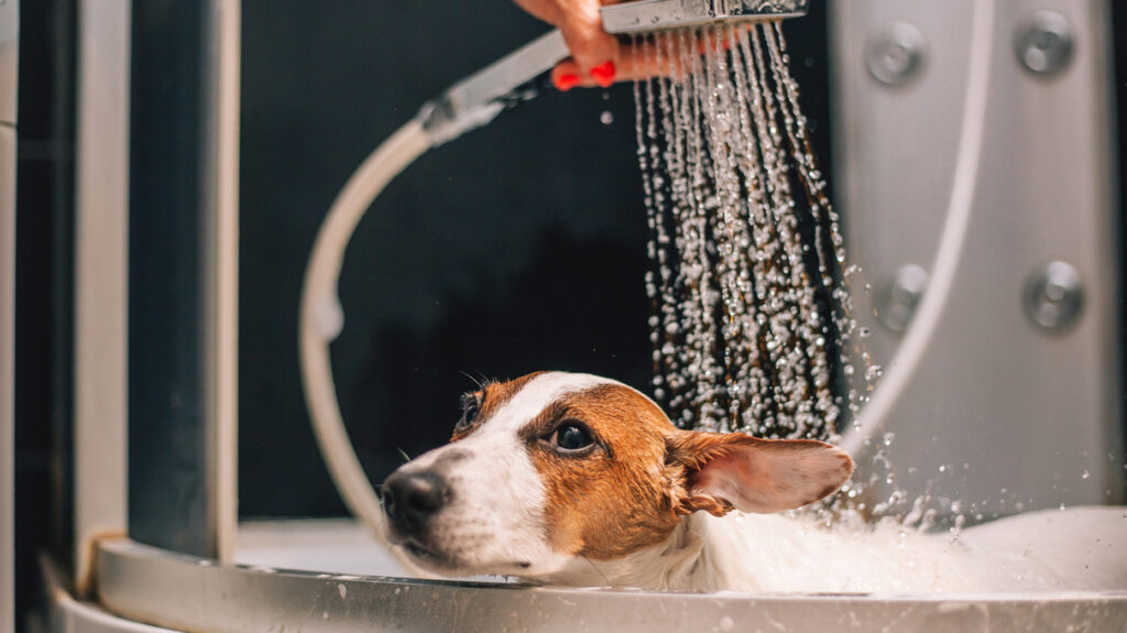 What real estate agents need to know about dog spas 