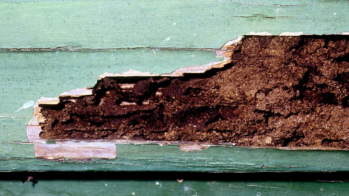 Real Estate Agent, Brokerage On Hook After Termite Inspector's Temerity - Vimarsana News