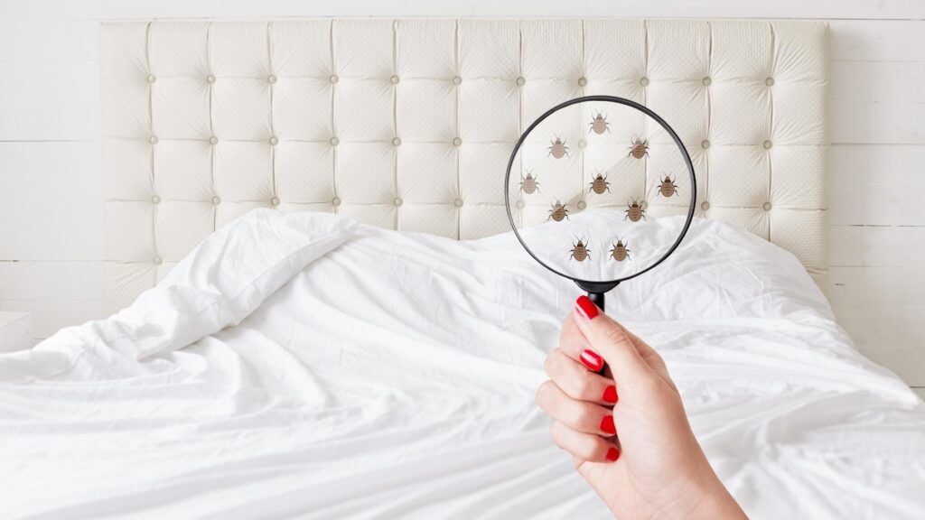 What real estate agents should know about bedbugs 