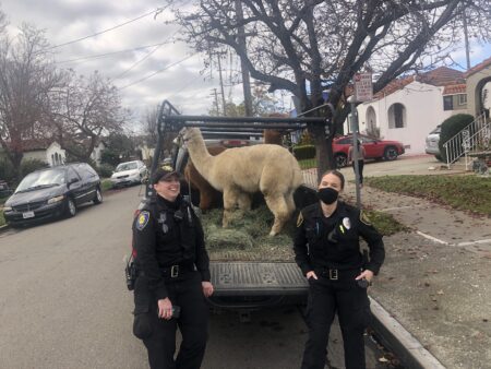 Shear Madness: Agents Pet Alpacas Run Wild In Oakland Neighborhood 2 IMG 9533 - TodayHeadline