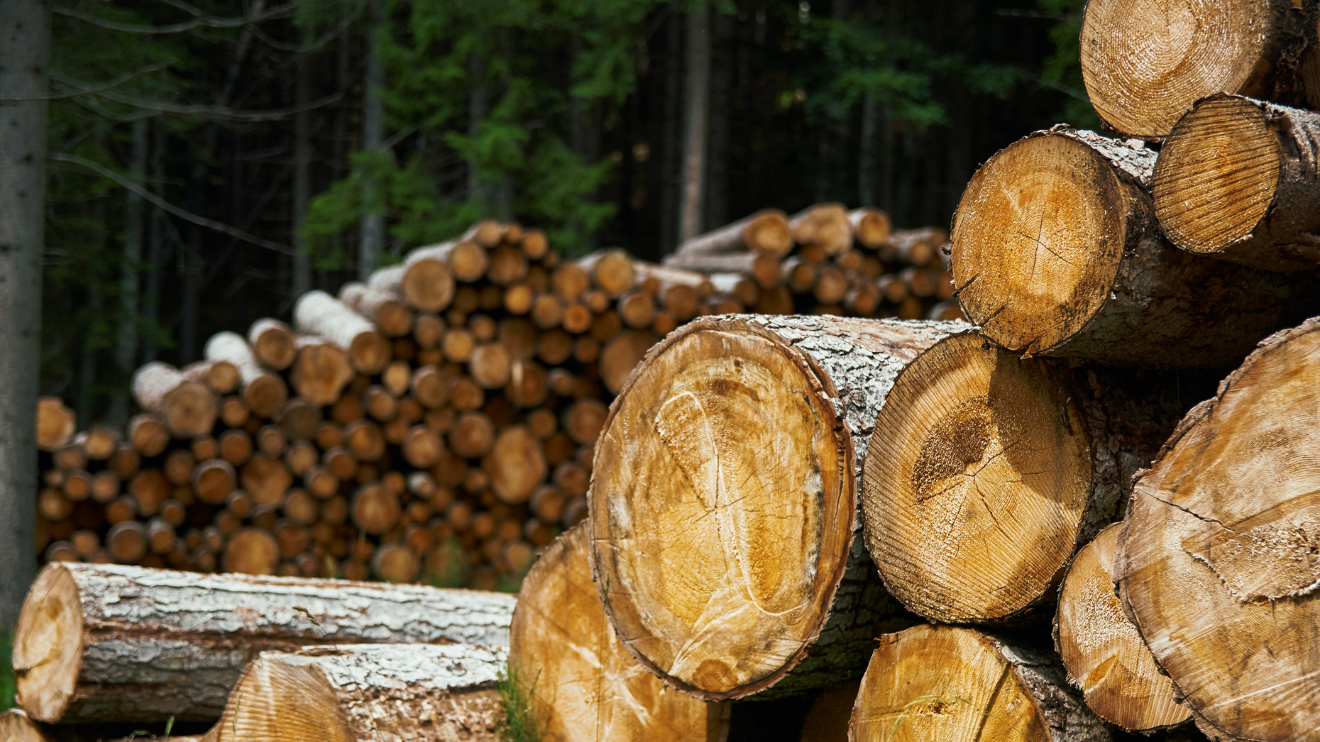 pine tree lumber value